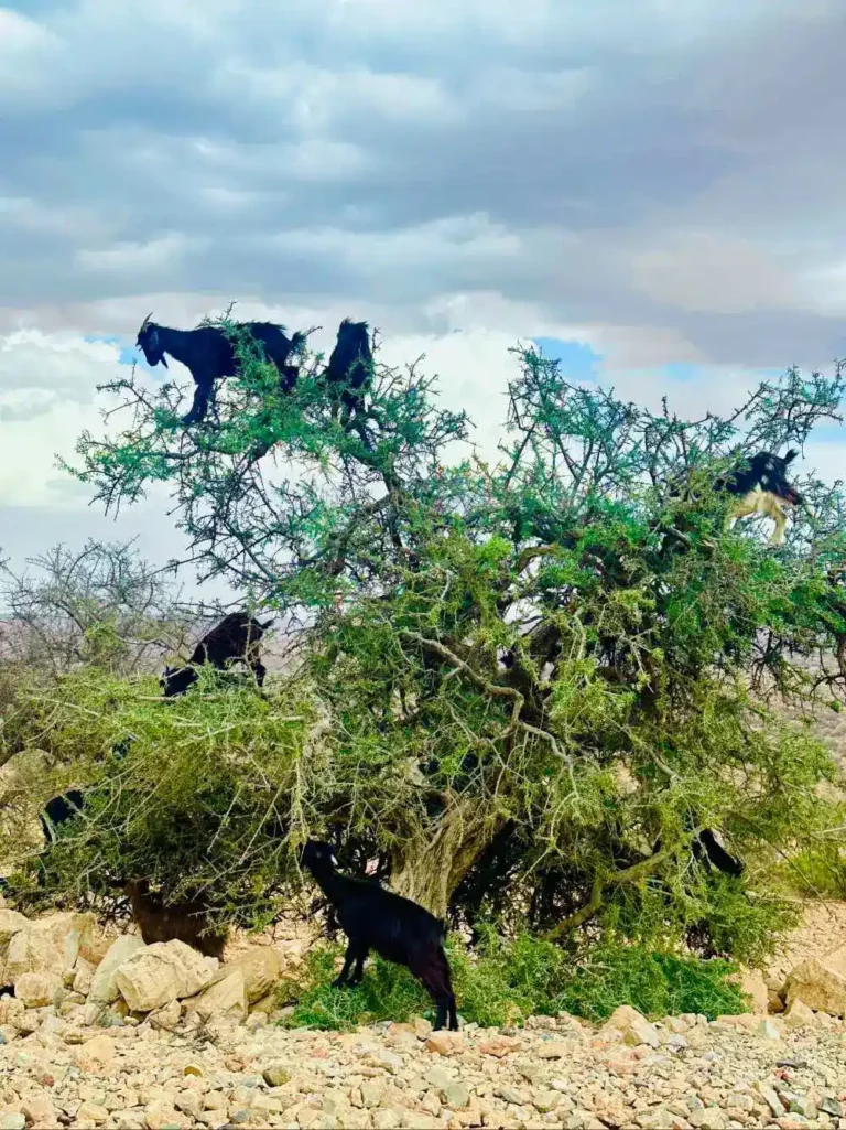 Black goats climbing and standing in the branches of an argan tree on a rocky Moroccan hillside