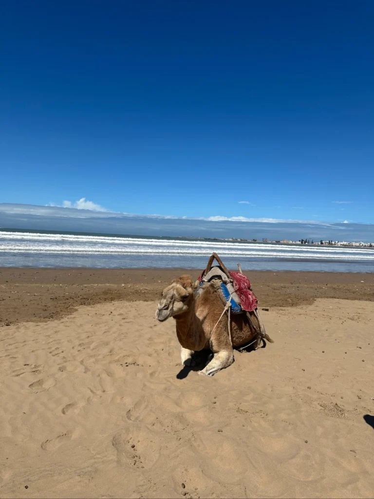 Saddled camel resting on the sand at Essaouira beach with ocean waves and the coastal town in the background